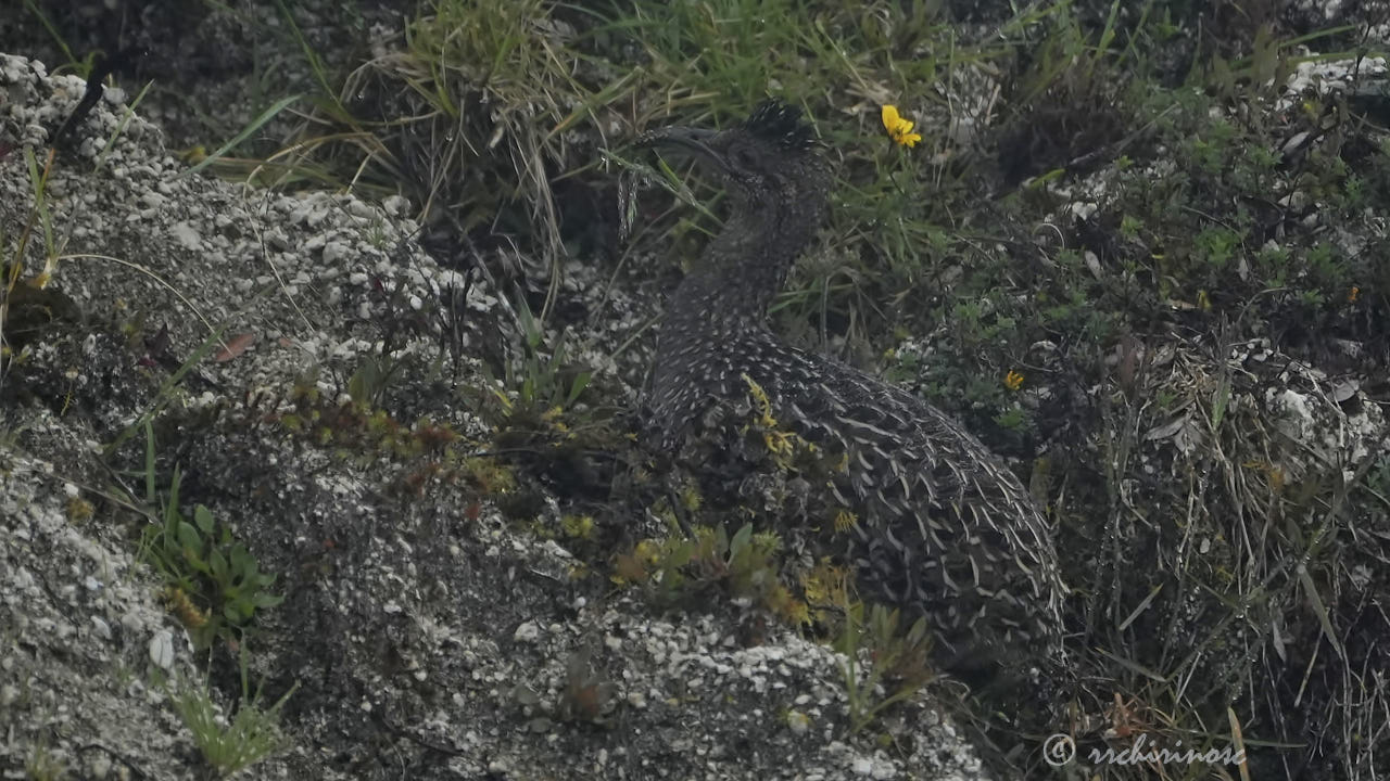 Ornate tinamou