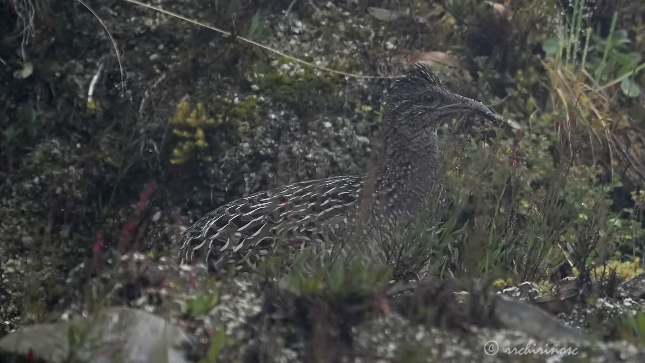 Ornate tinamou