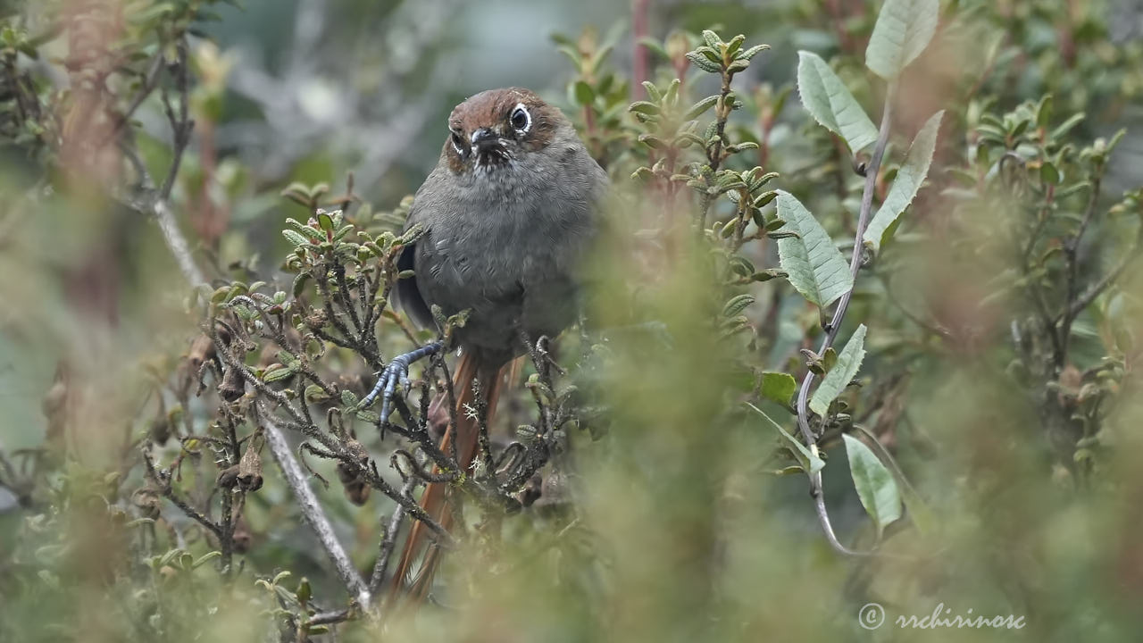 Eye-ringed thistletail