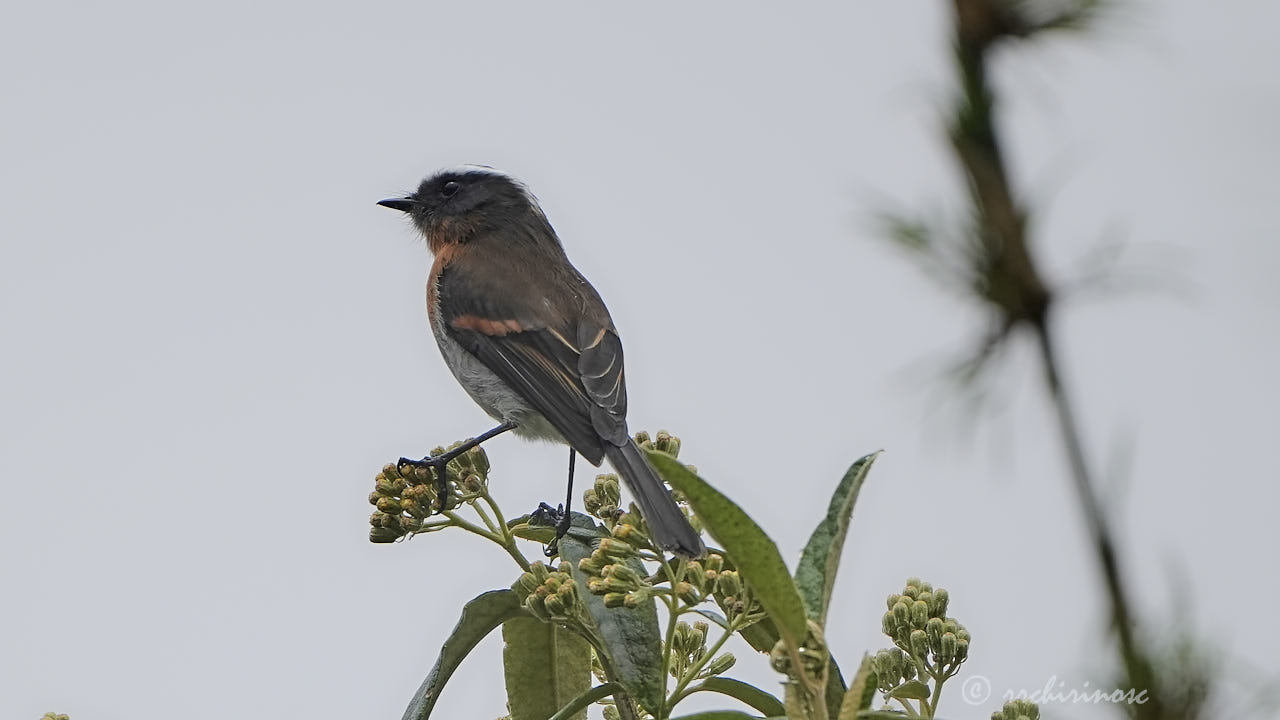 Rufous-breasted chat-tyrant