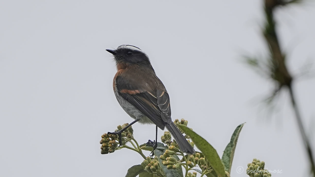 Rufous-breasted chat-tyrant