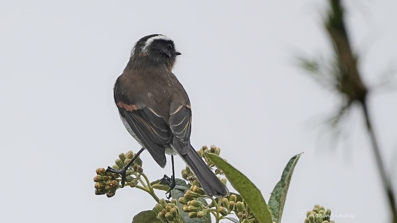 Rufous-breasted chat-tyrant