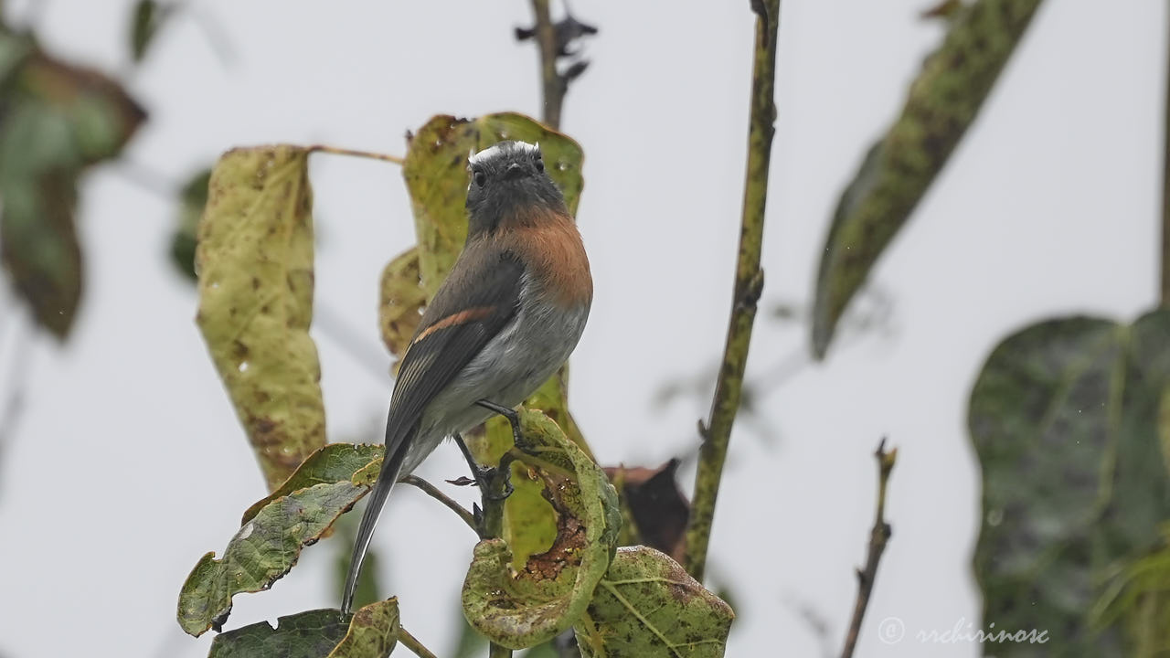 Rufous-breasted chat-tyrant