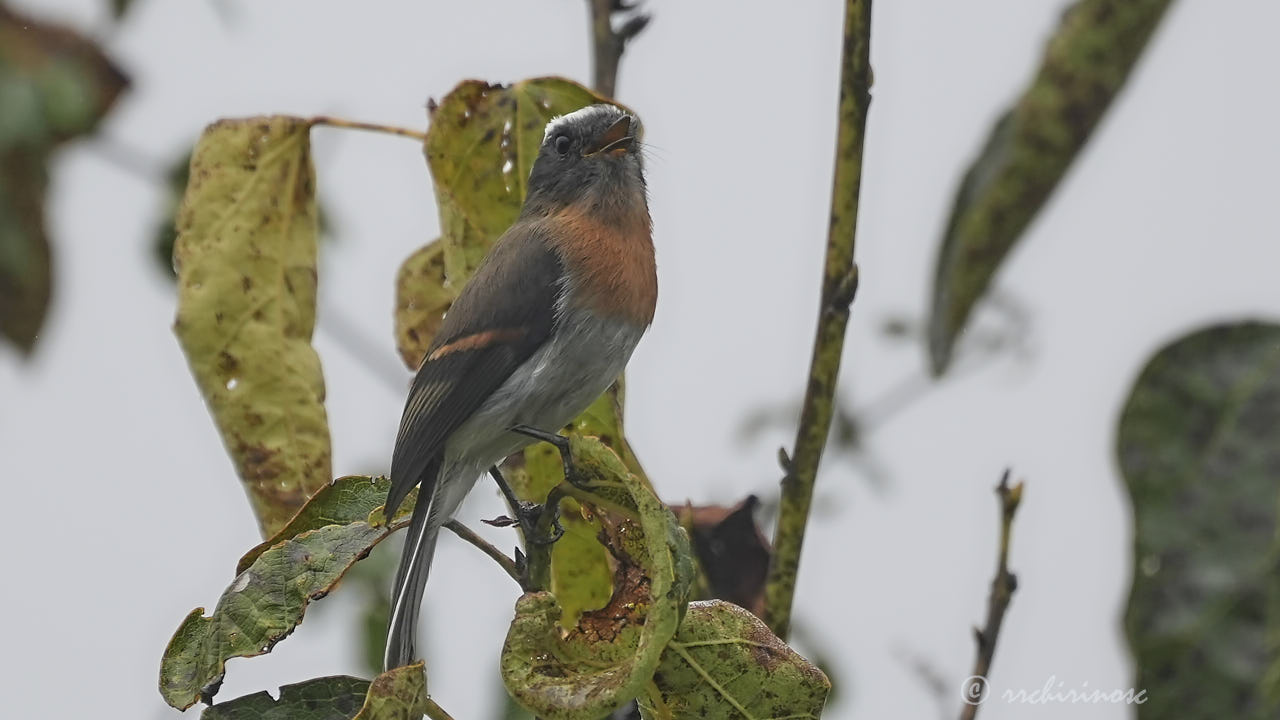 Rufous-breasted chat-tyrant