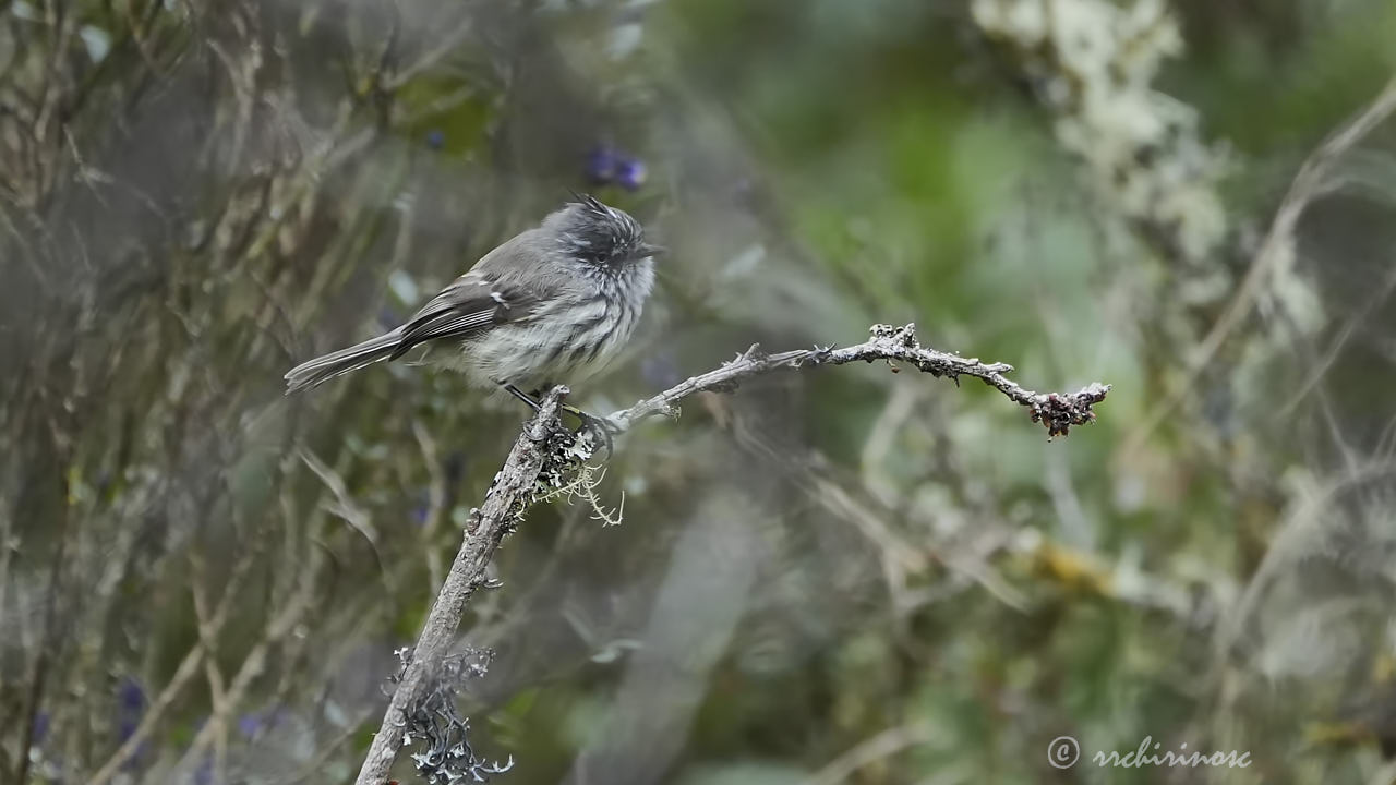 Tufted tit-tyrant