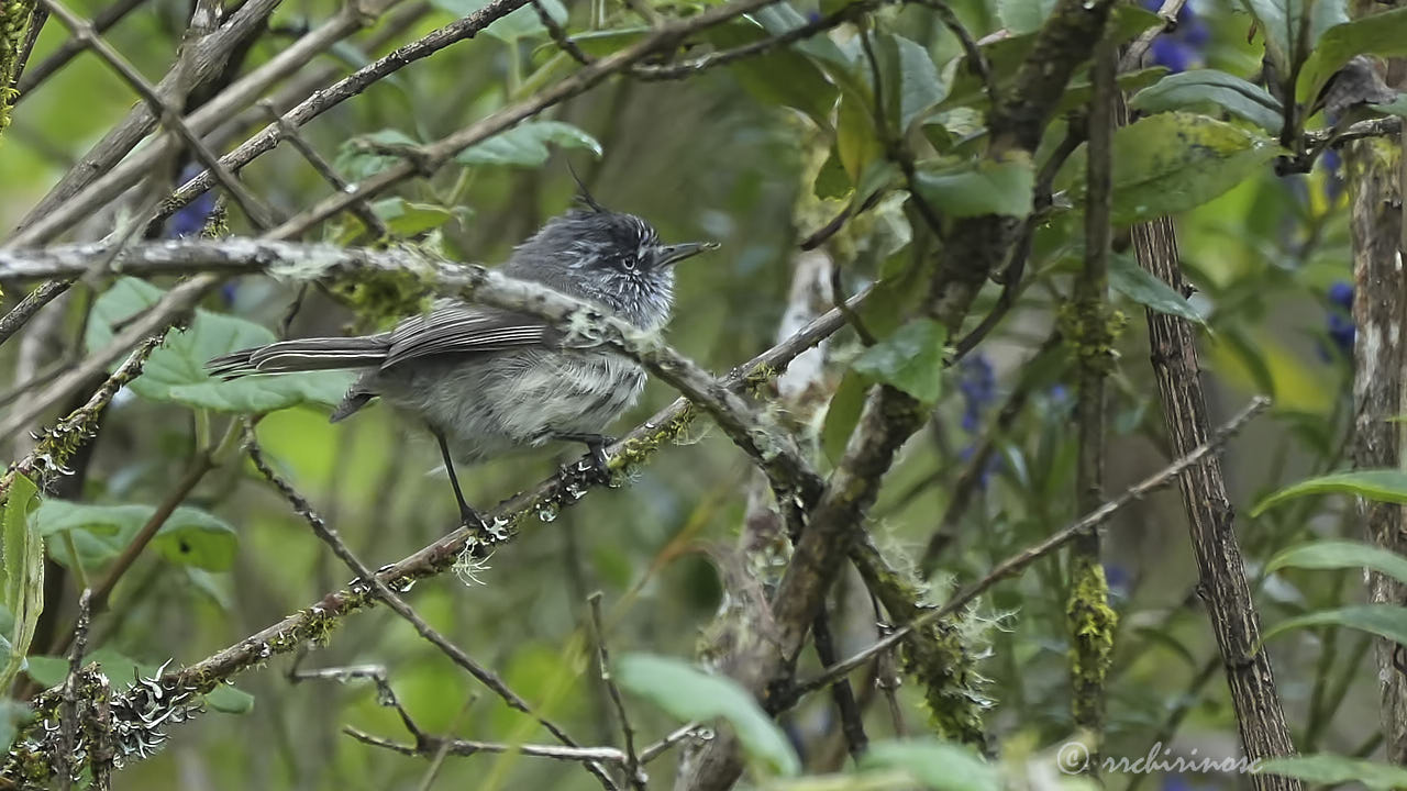 Tufted tit-tyrant