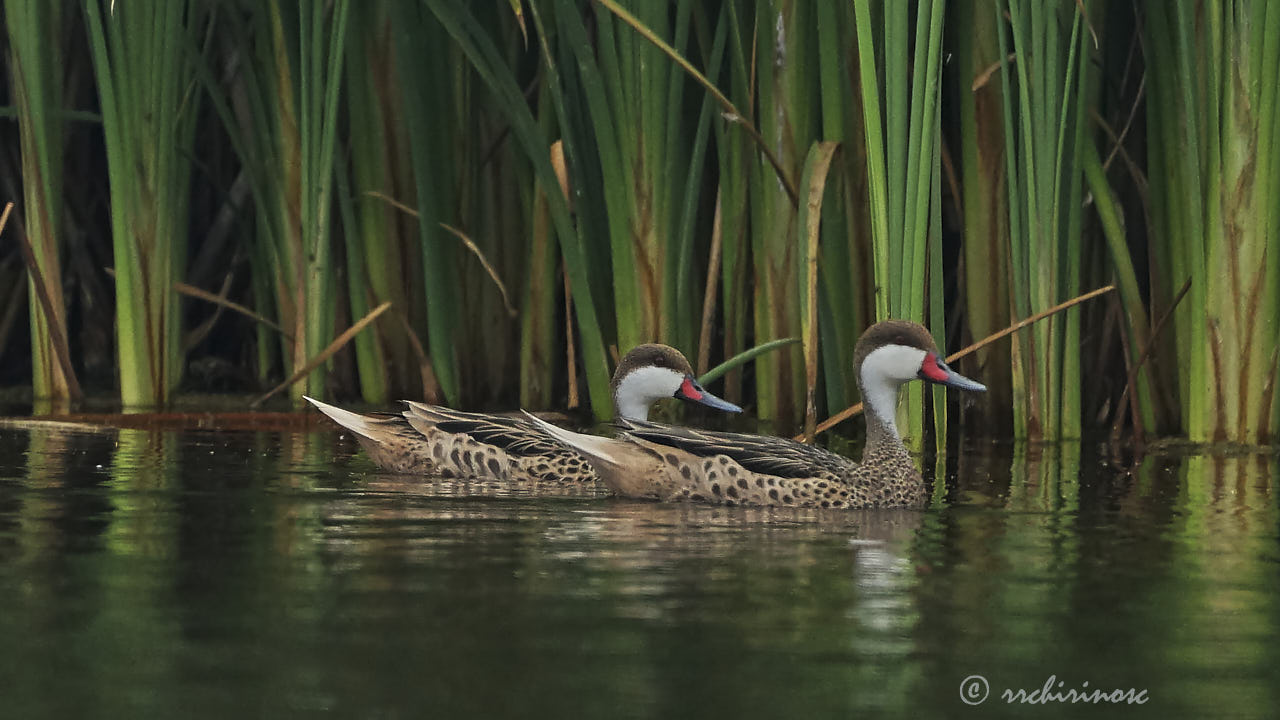 White-cheeked pintail