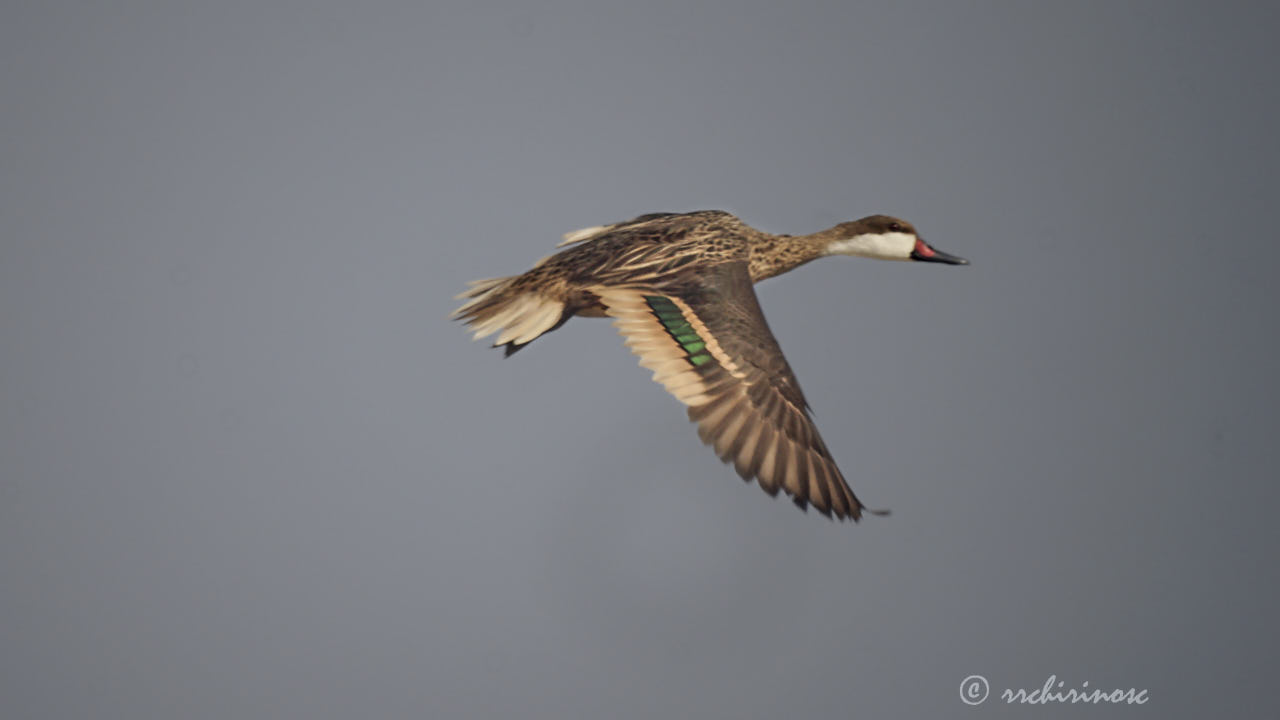 White-cheeked pintail