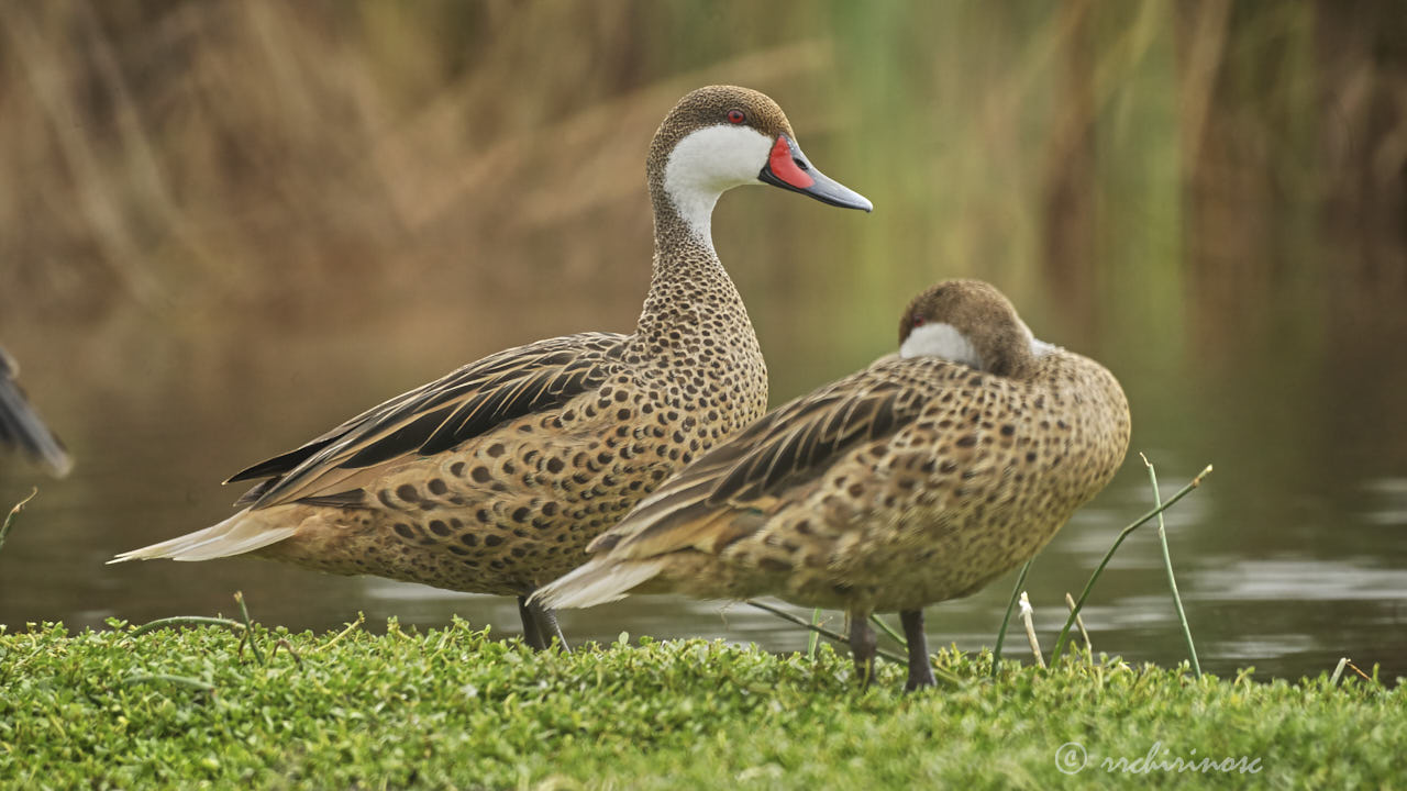 White-cheeked pintail