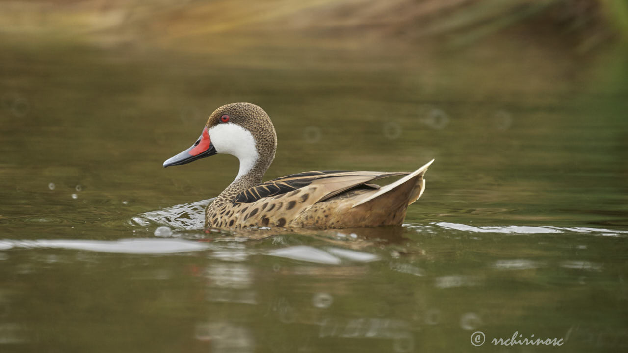 White-cheeked pintail