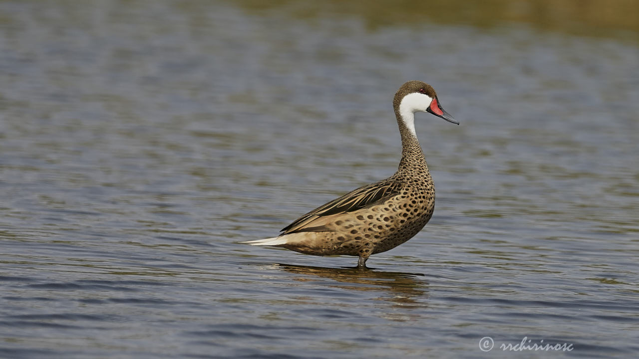 White-cheeked pintail