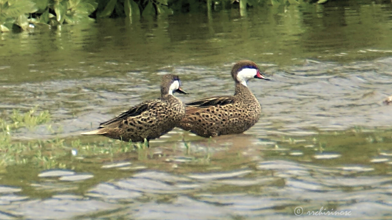 White-cheeked pintail