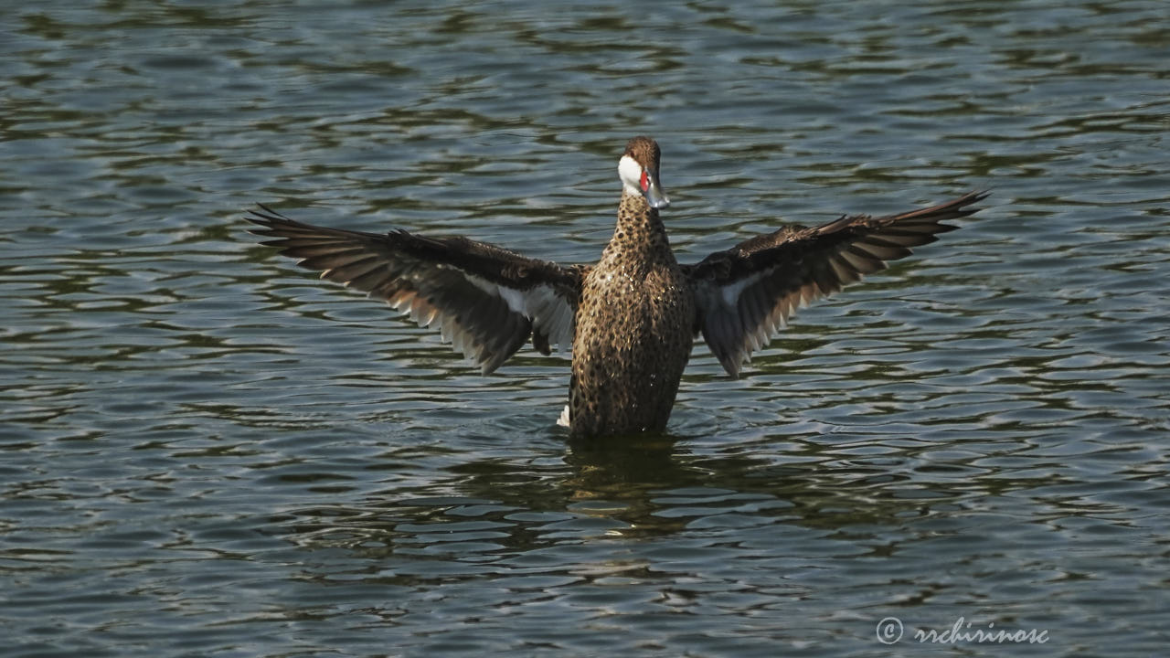 White-cheeked pintail