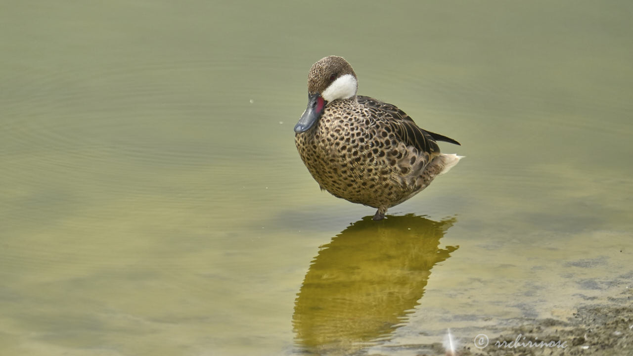 White-cheeked pintail