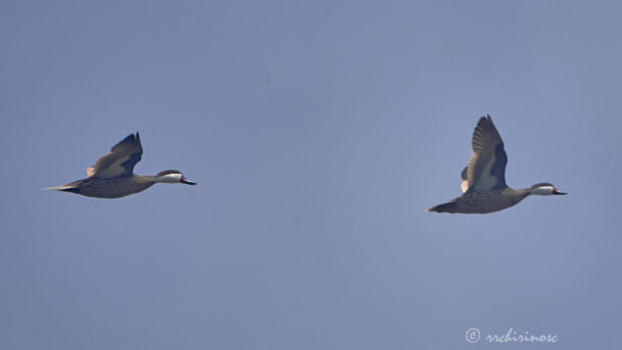 White-cheeked pintail