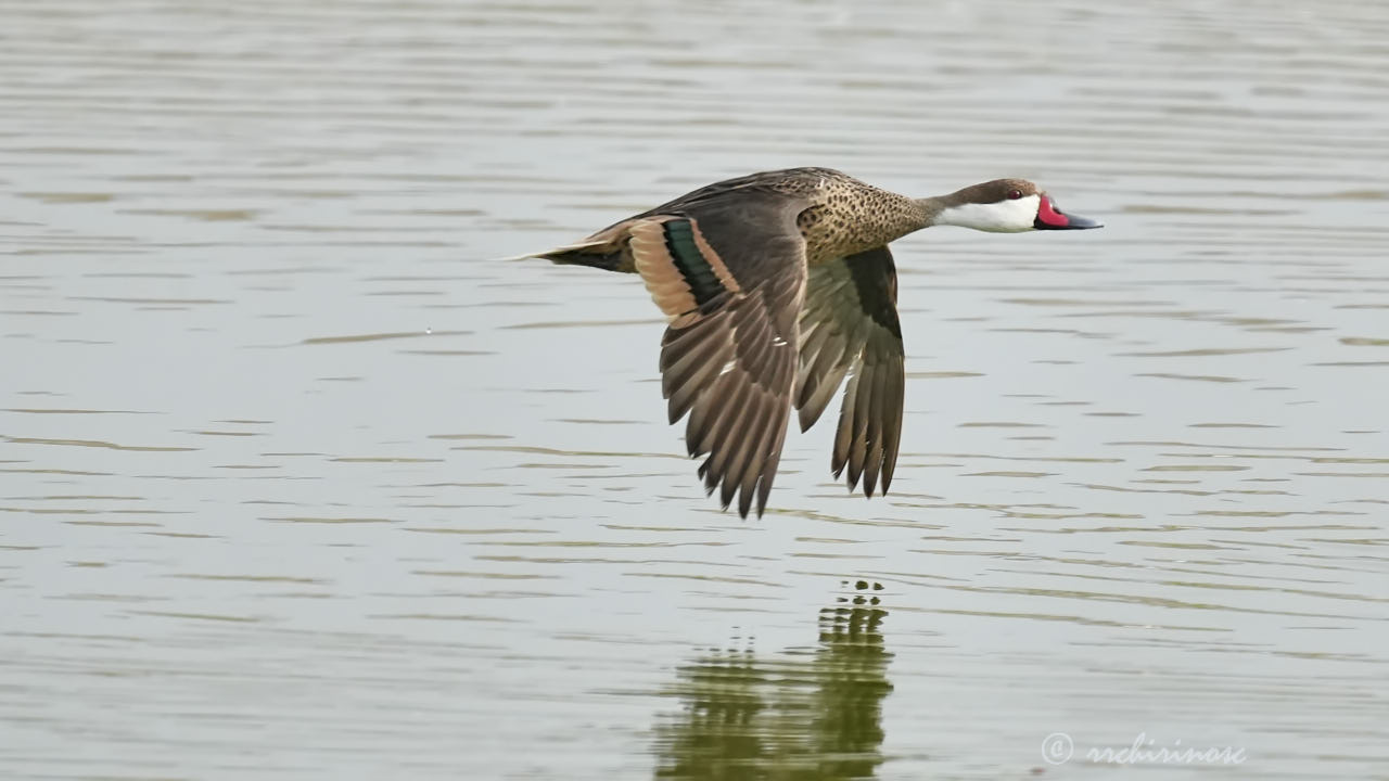 White-cheeked pintail