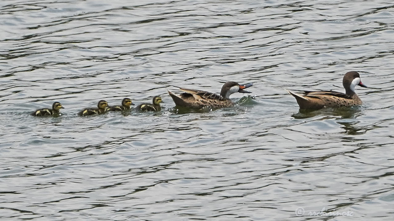 White-cheeked pintail