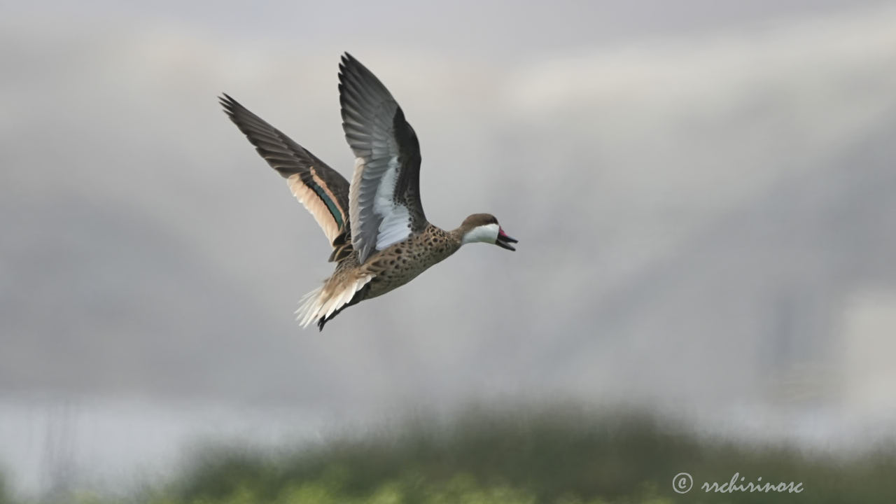 White-cheeked pintail