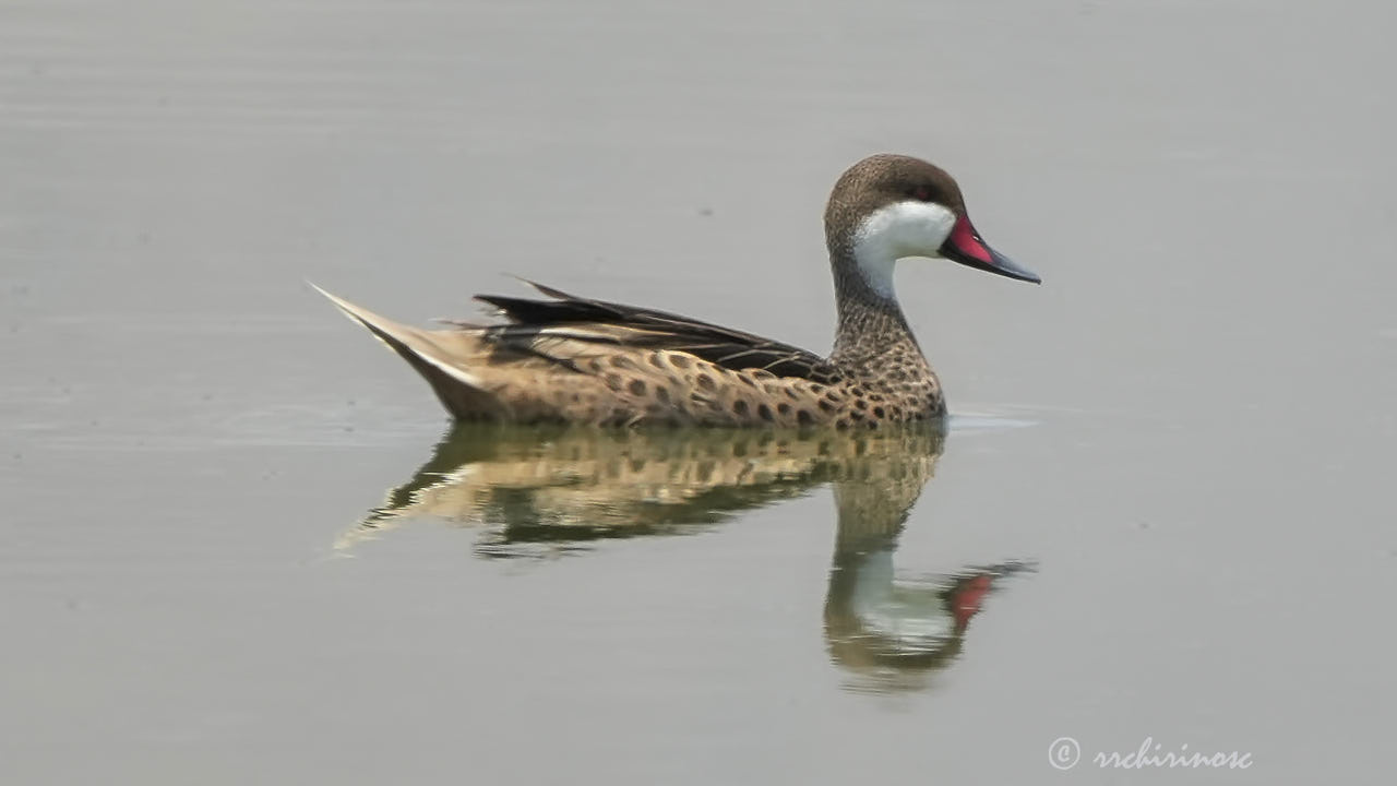 White-cheeked pintail