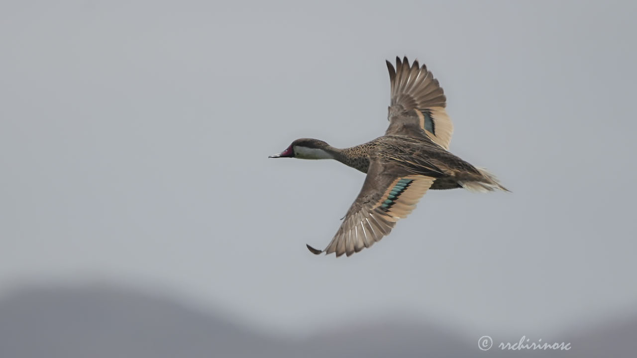 White-cheeked pintail