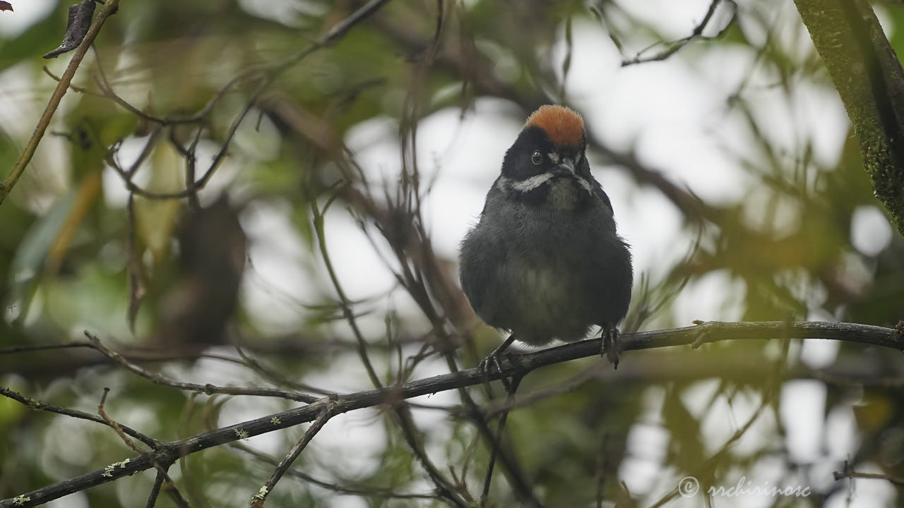 Slaty brushfinch