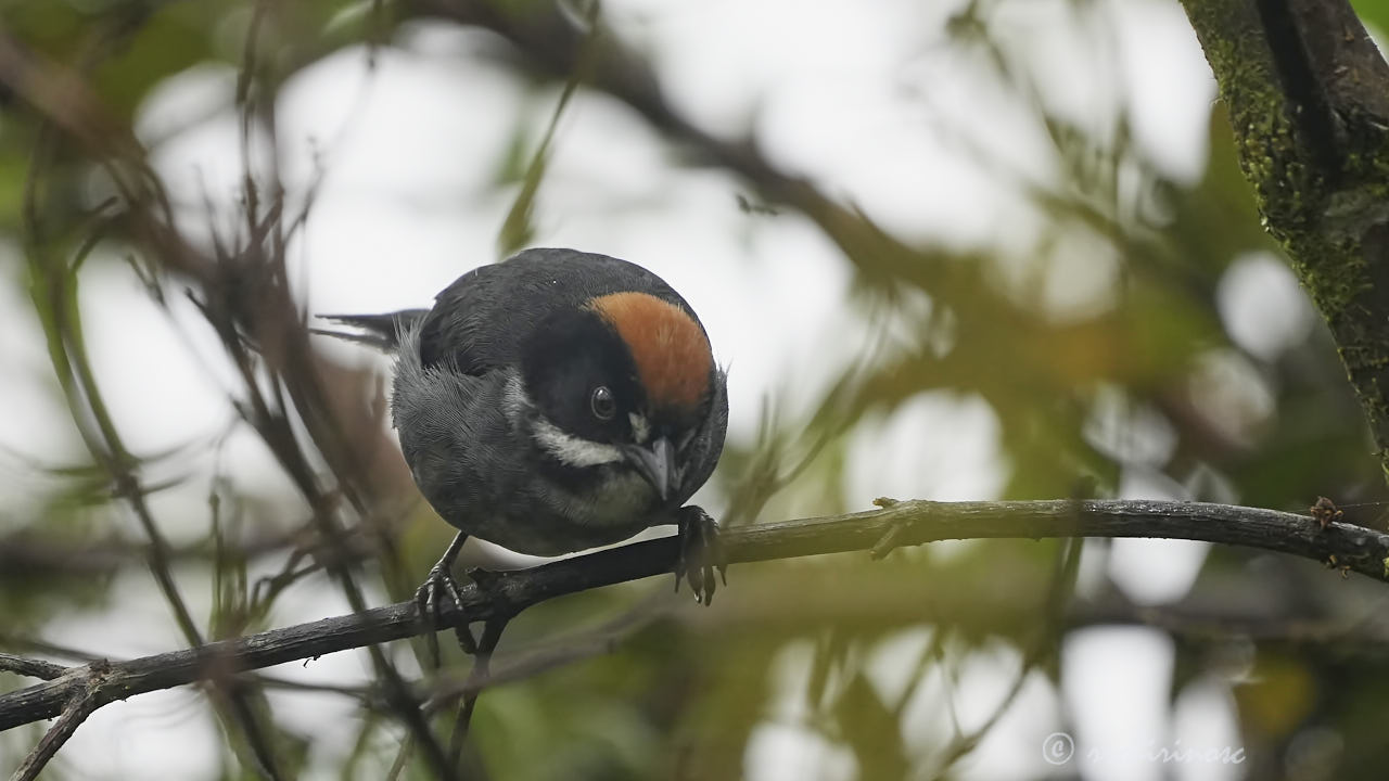 Slaty brushfinch