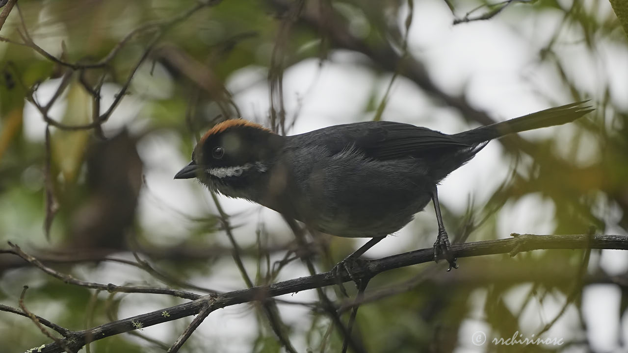 Slaty brushfinch