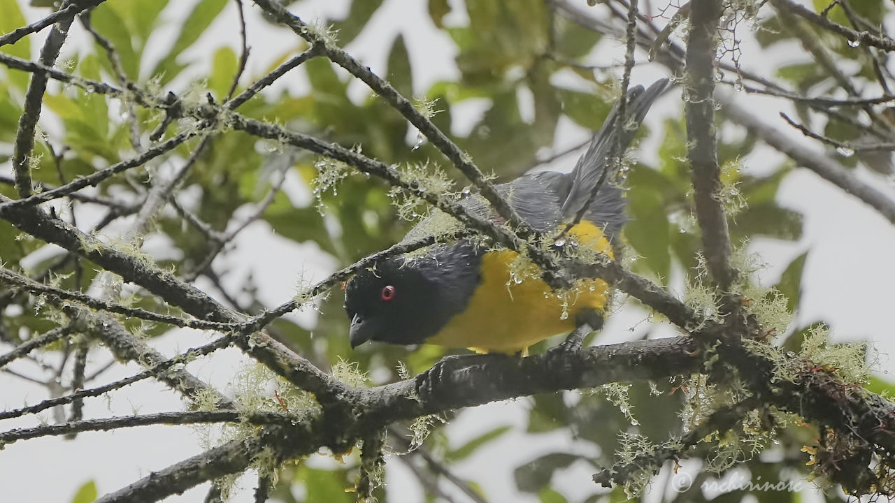 Hooded mountain tanager