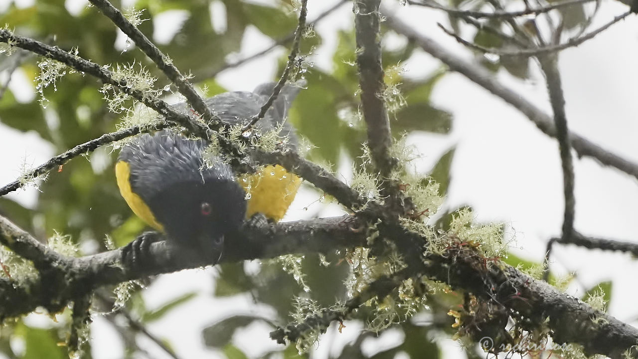 Hooded mountain tanager