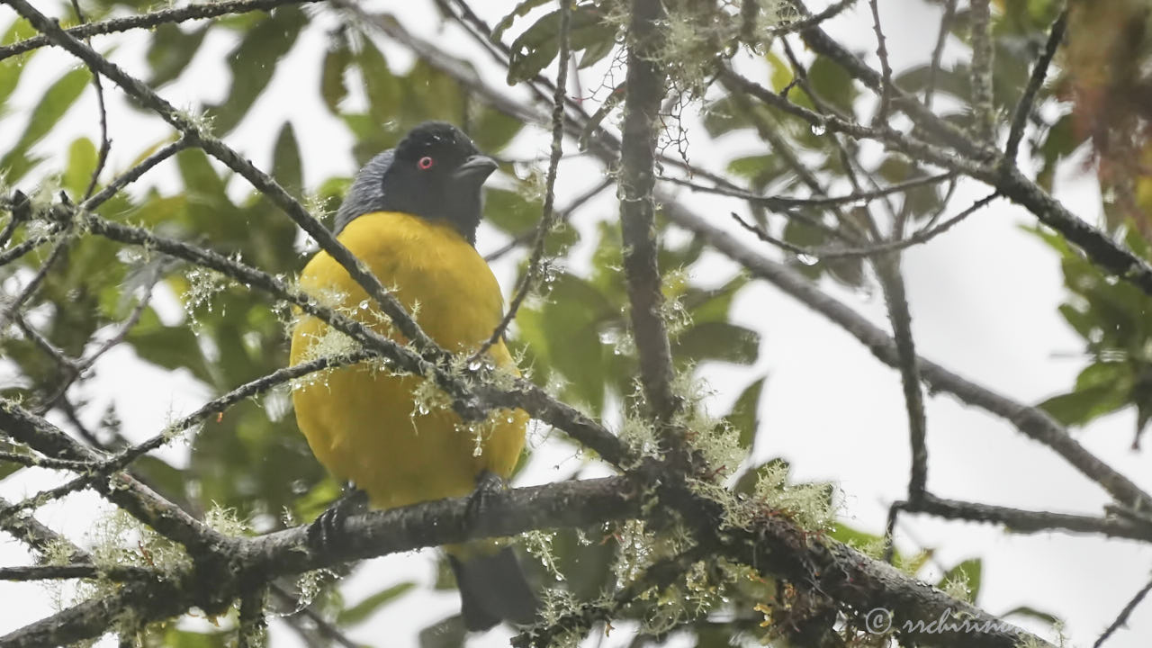 Hooded mountain tanager