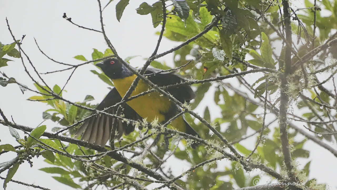 Hooded mountain tanager