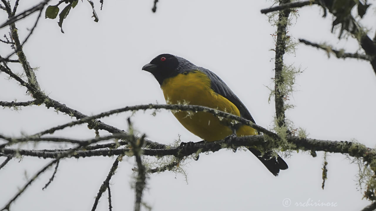 Hooded mountain tanager