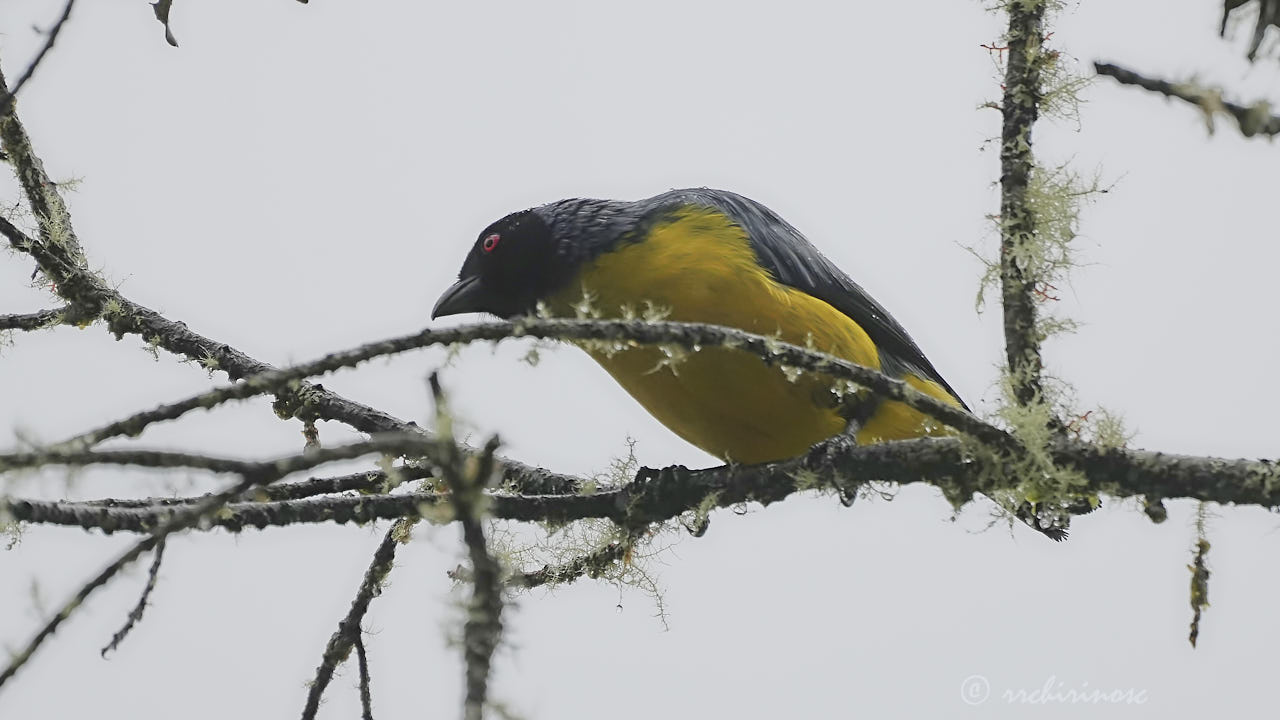 Hooded mountain tanager