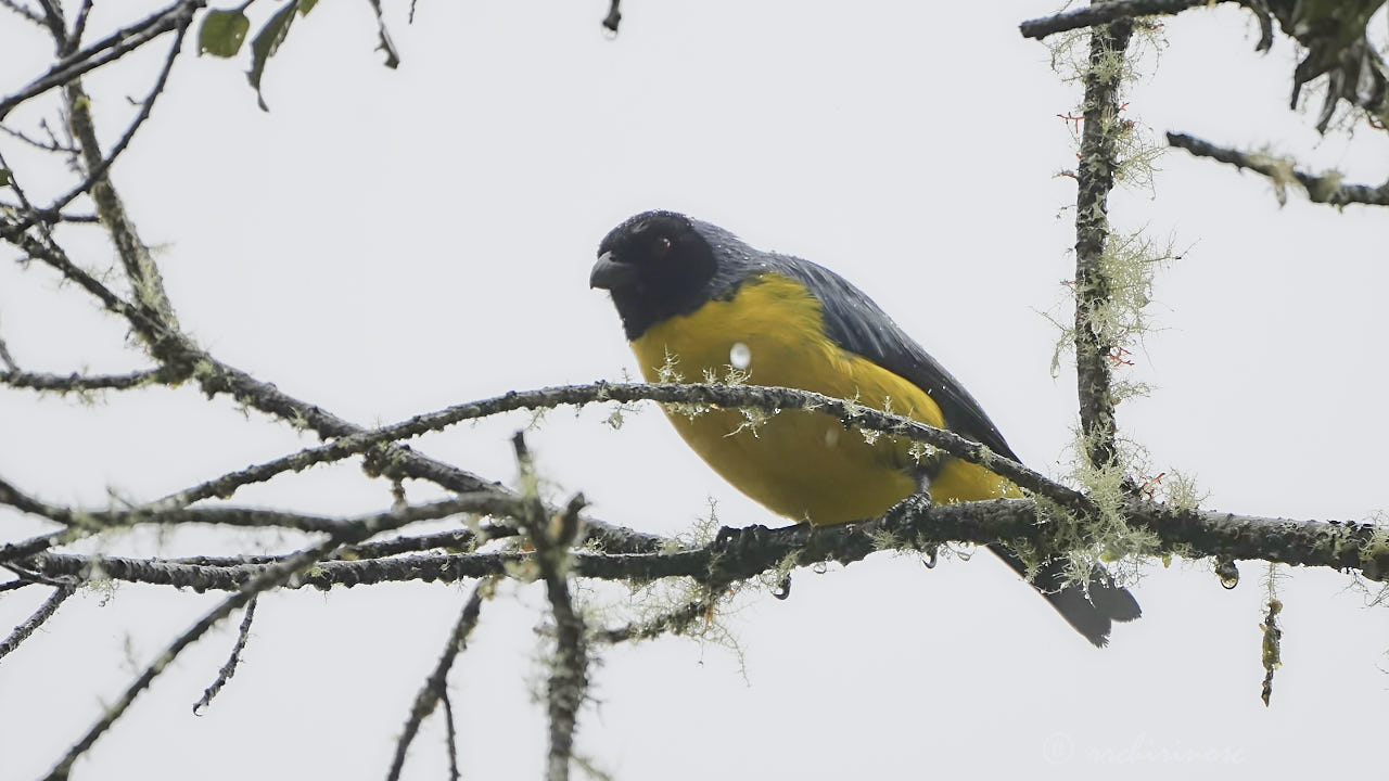 Hooded mountain tanager