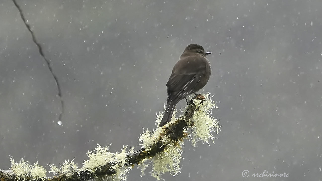 Smoky bush tyrant