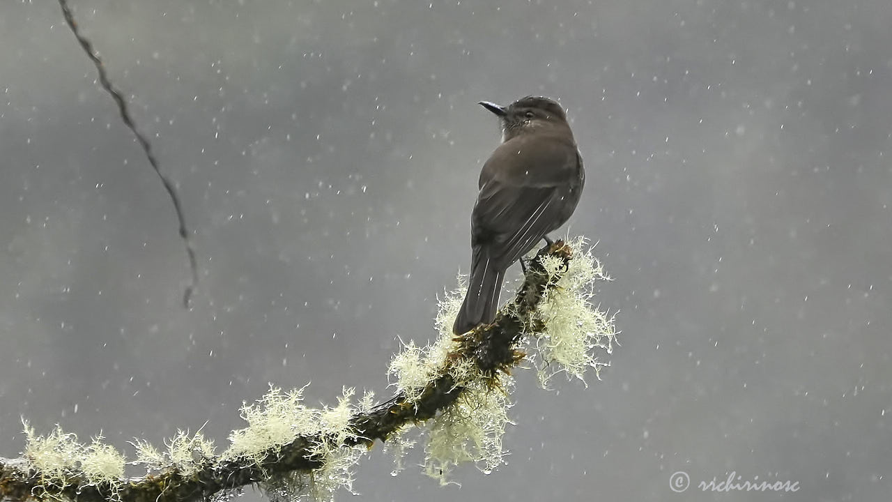 Smoky bush tyrant