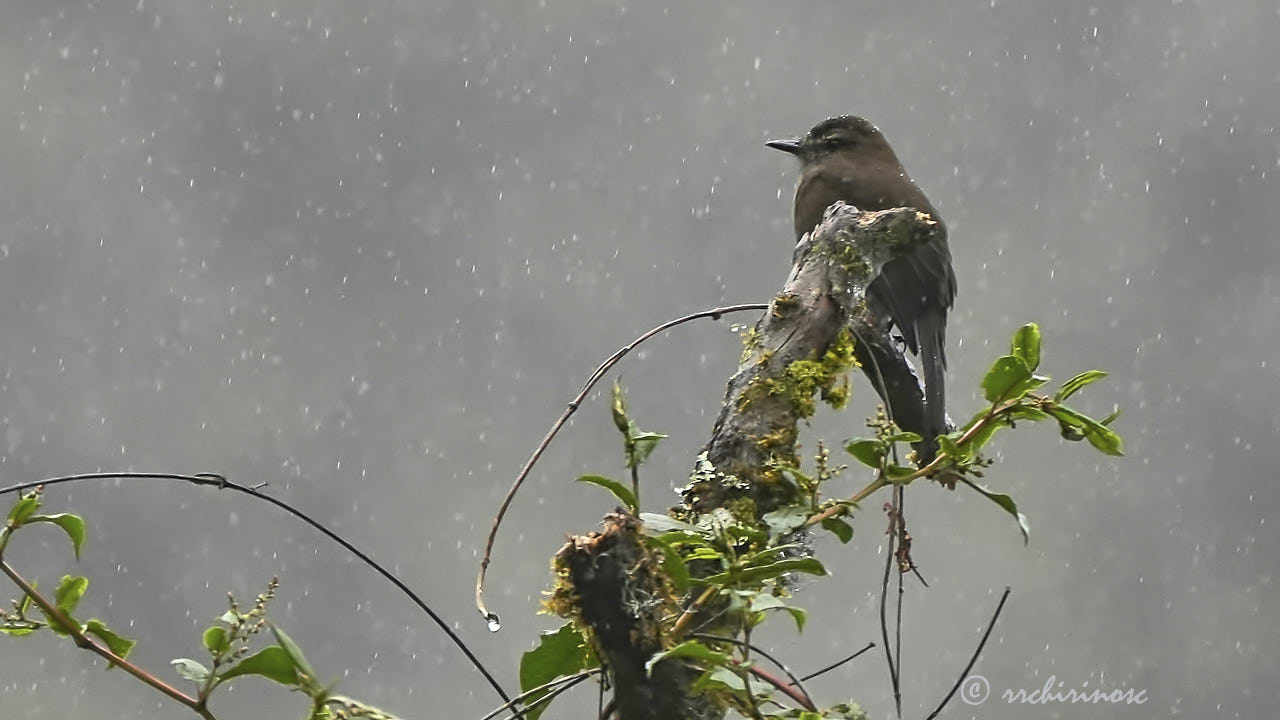 Smoky bush tyrant