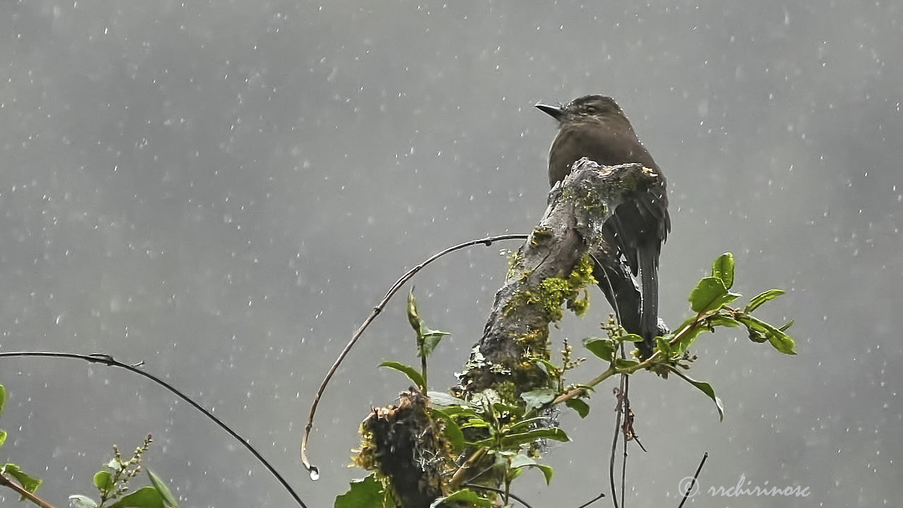 Smoky bush tyrant