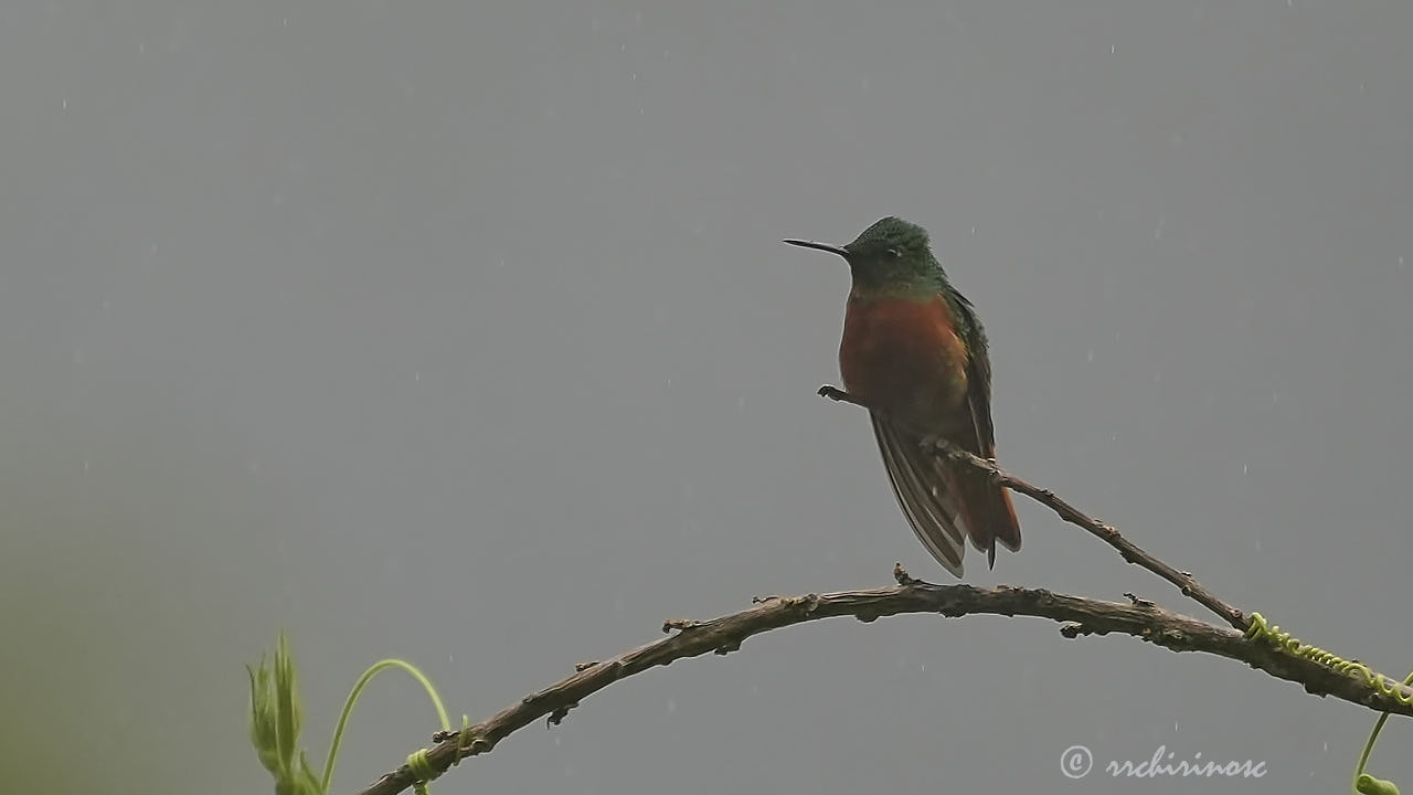 Chestnut-breasted coronet