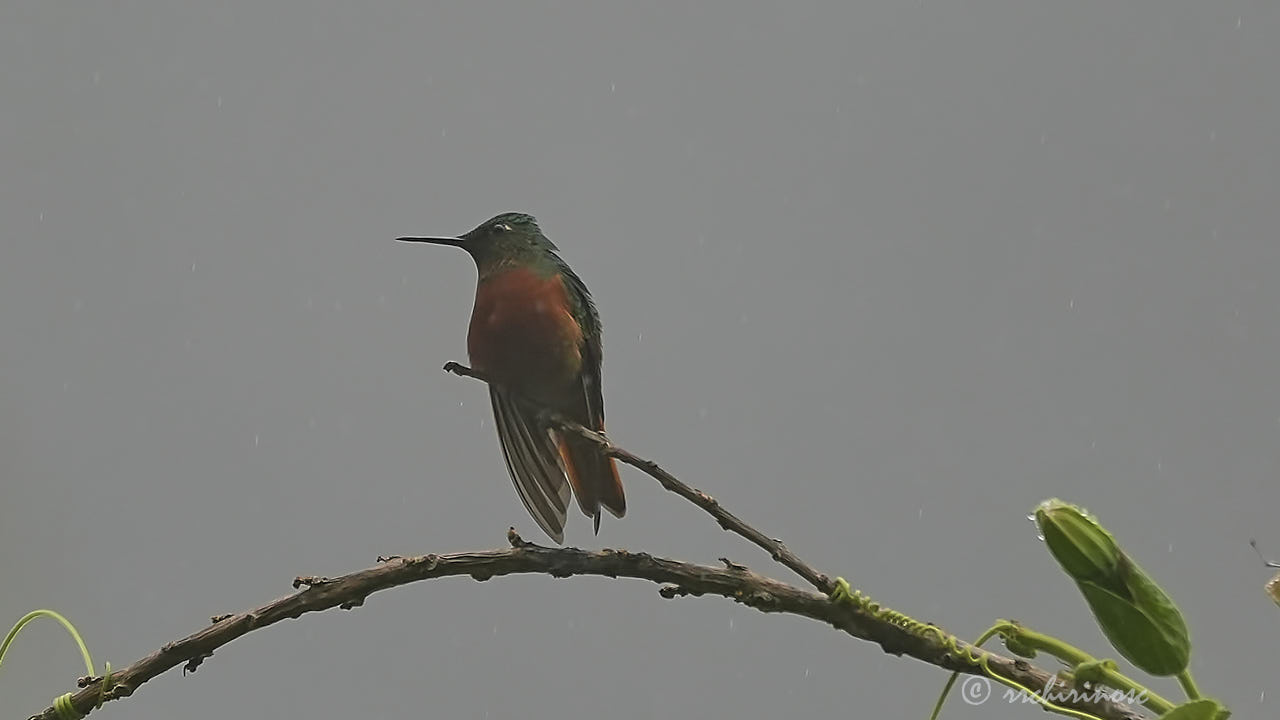 Chestnut-breasted coronet