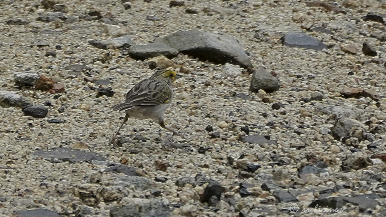 Yellow-browed sparrow