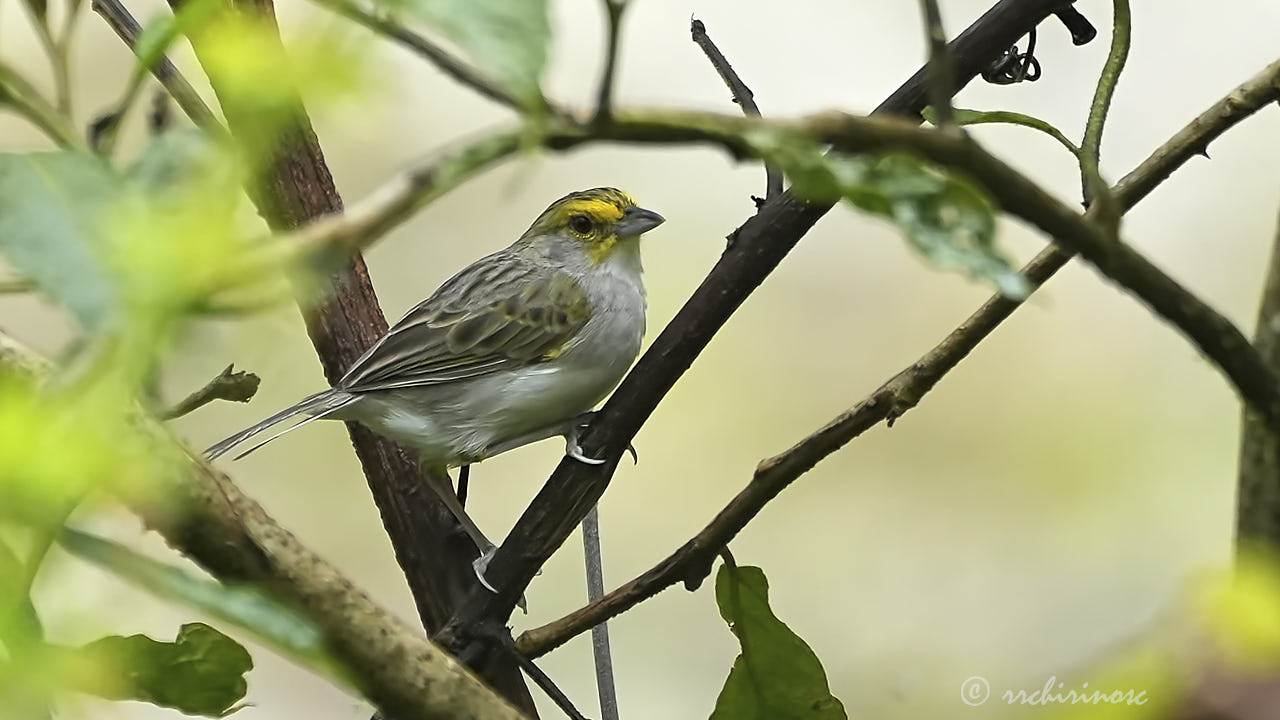 Yellow-browed sparrow
