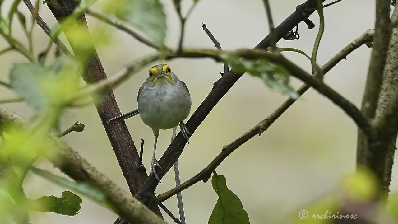 Yellow-browed sparrow