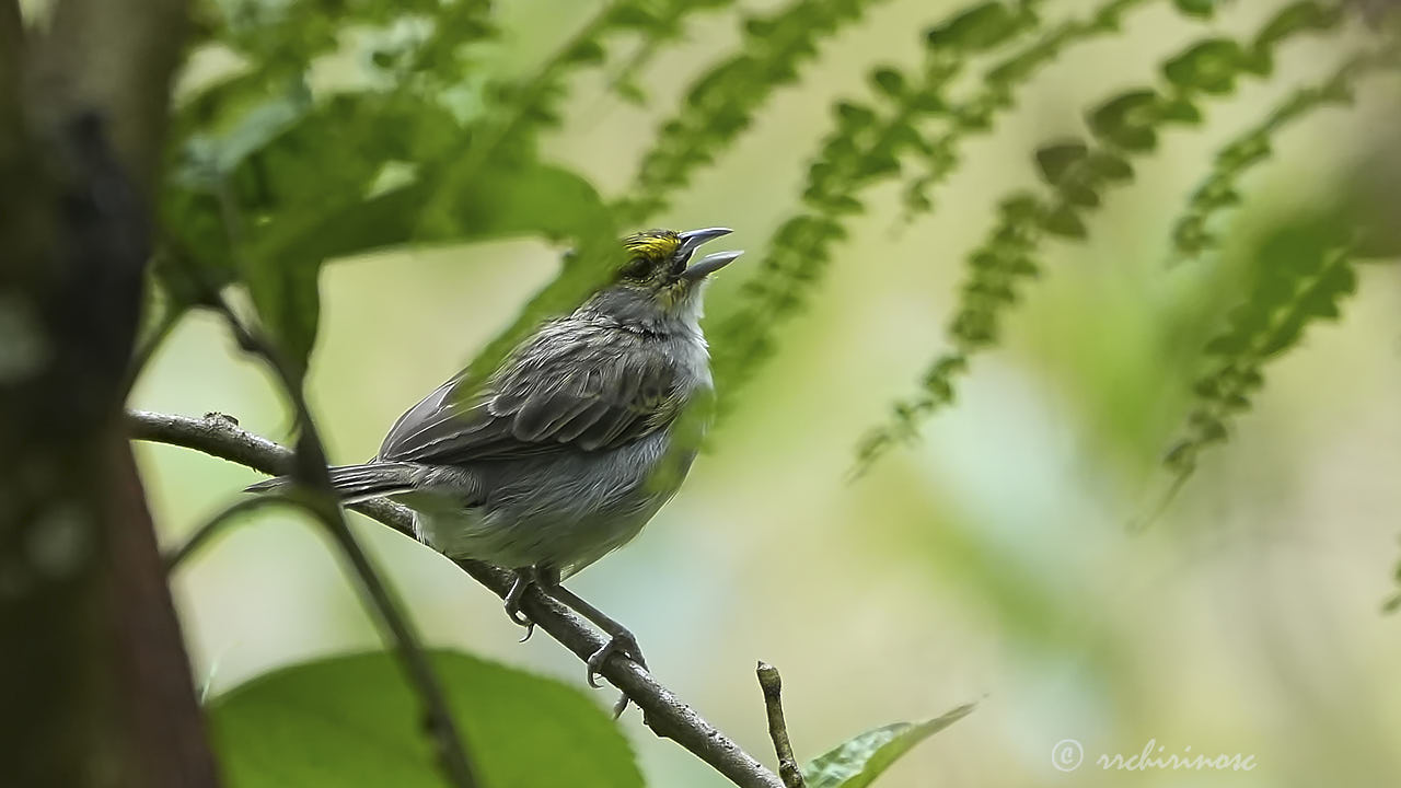 Yellow-browed sparrow