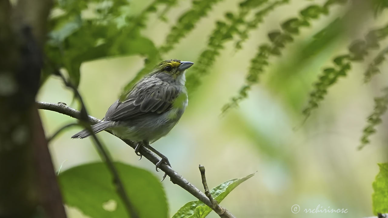 Yellow-browed sparrow