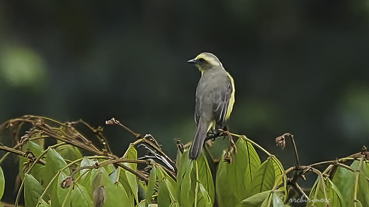 Lemon-browed flycatcher