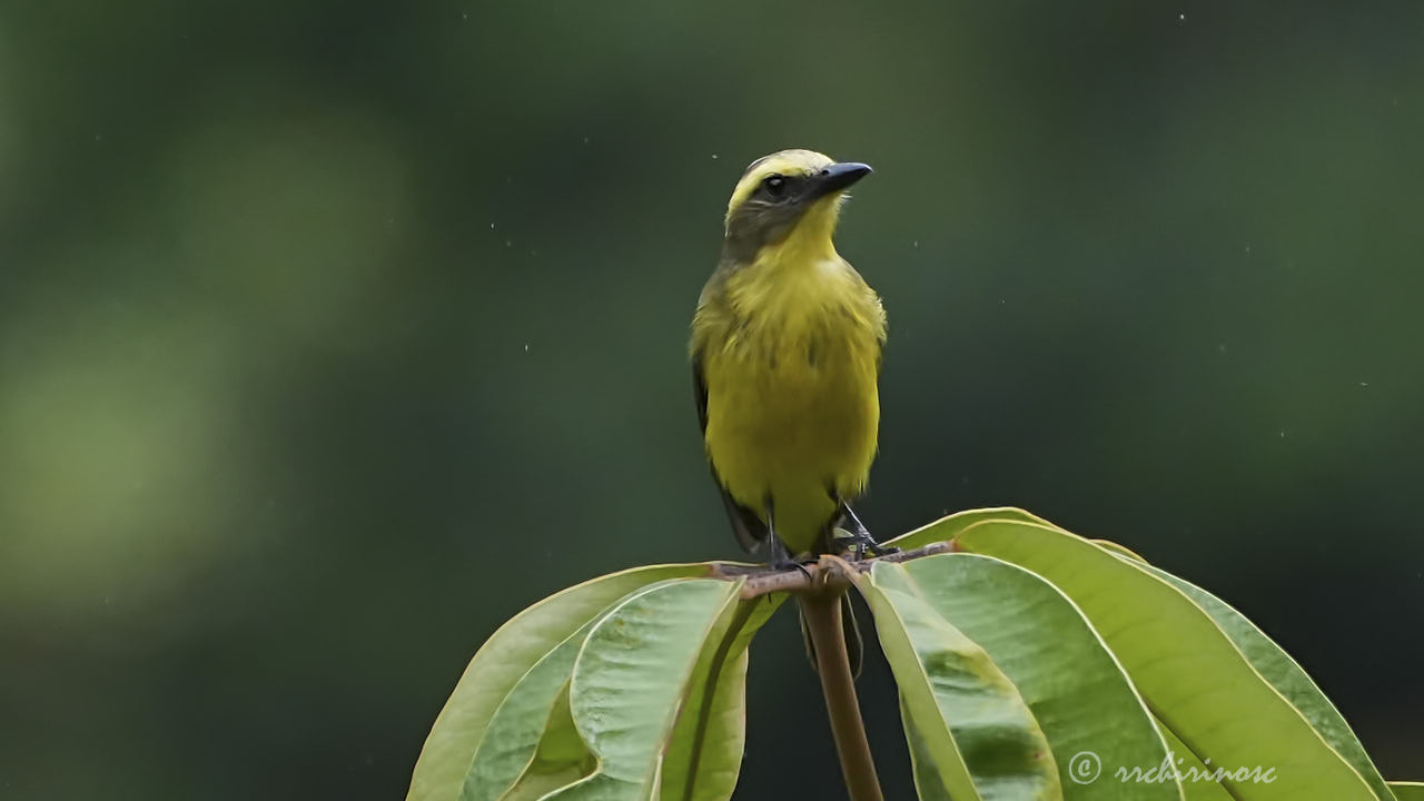 Lemon-browed flycatcher