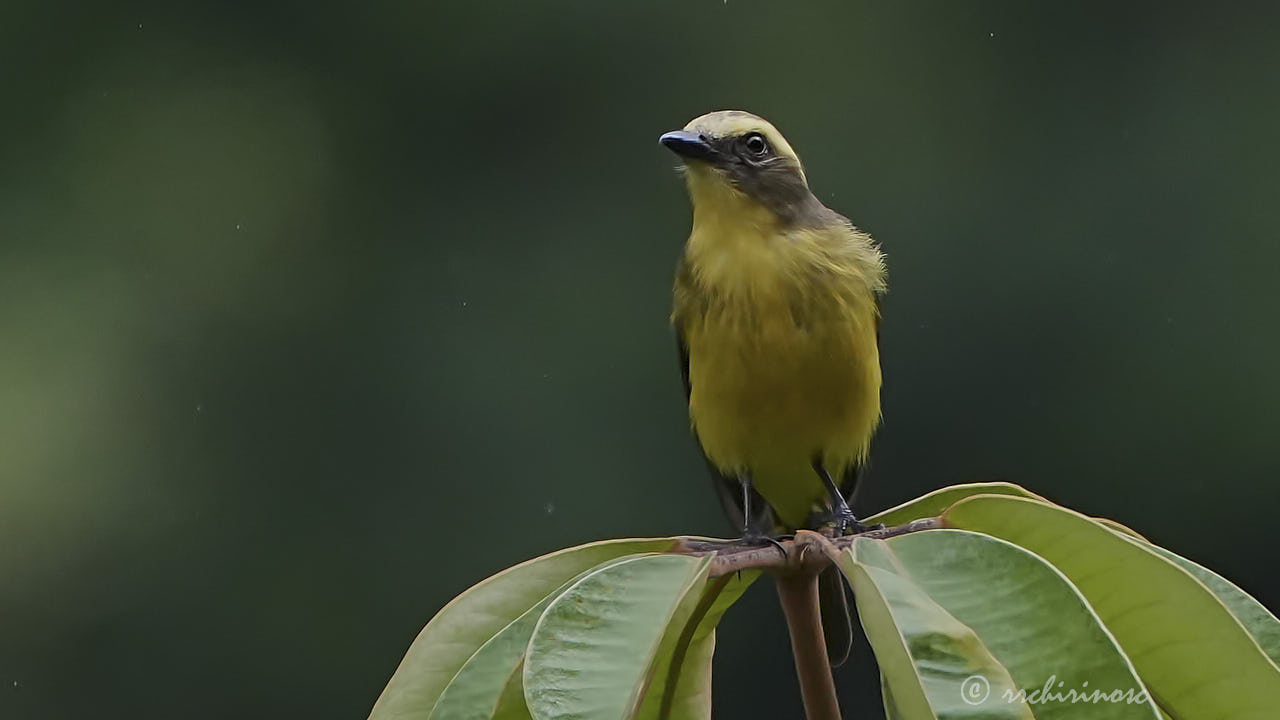 Lemon-browed flycatcher