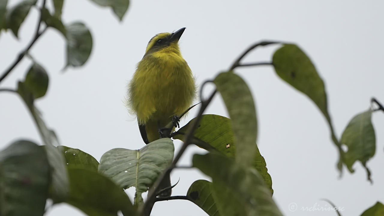 Lemon-browed flycatcher