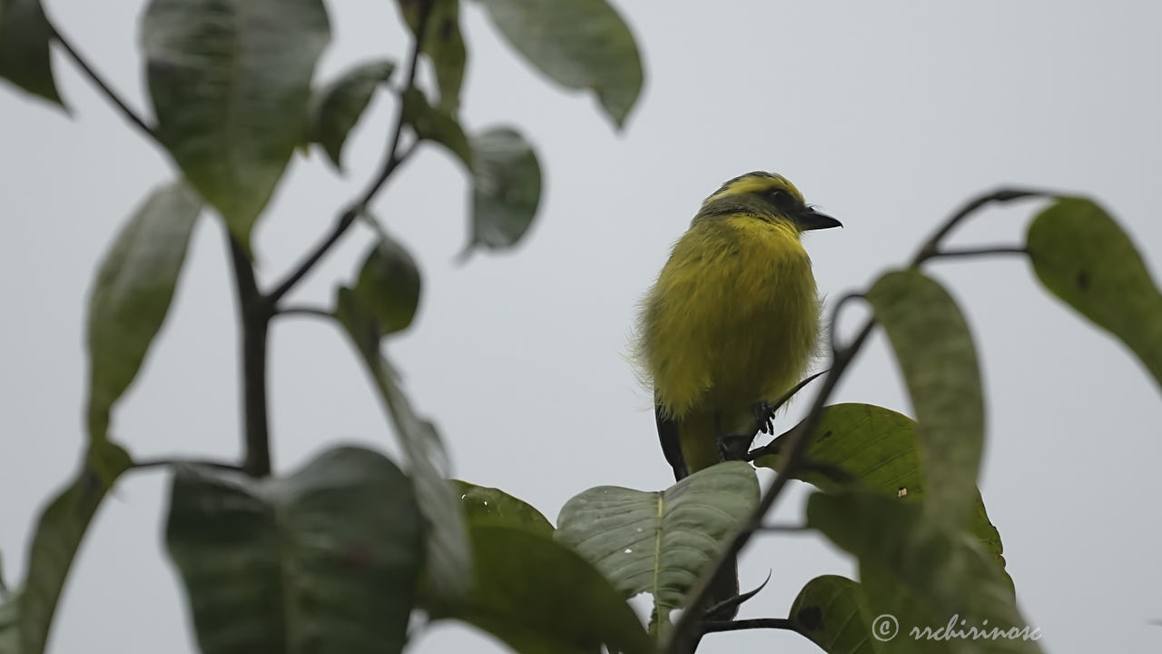 Lemon-browed flycatcher